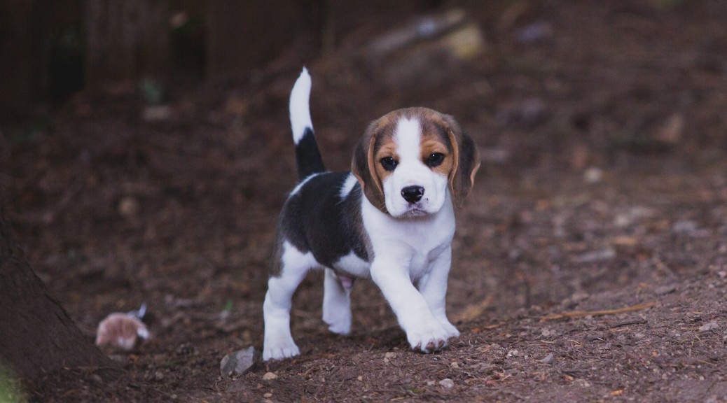 akc beagle breeders