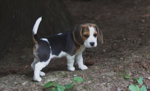 Beagle 8 weeks-11