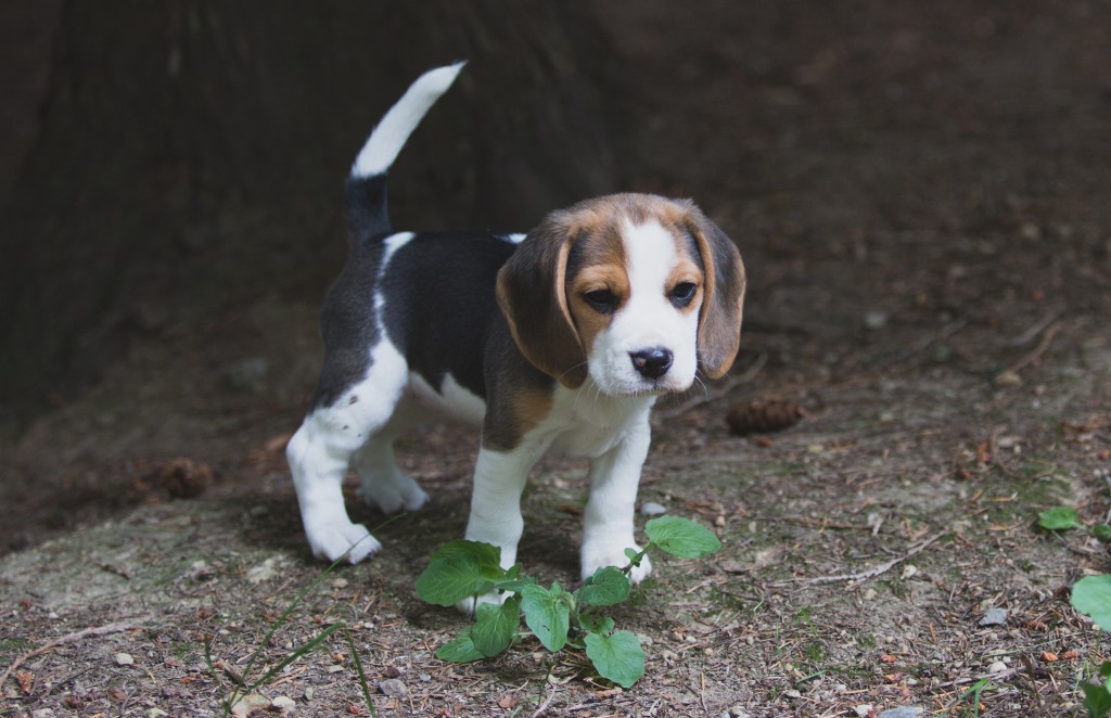 Beagle puppies are 8 weeks old ~ Woodinville Seattle WA AKC | Kazuri
