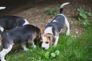 Beagle 8 weeks-13