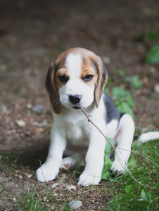 Beagle 8 weeks-14