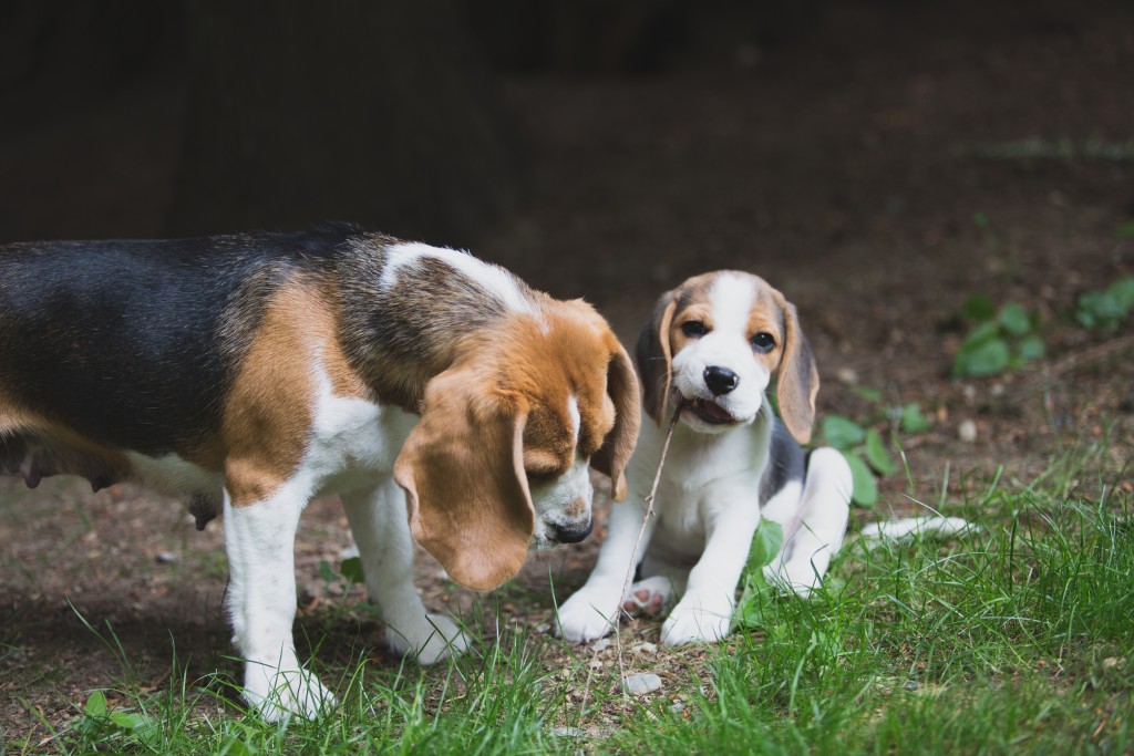 Beagle puppies are 8 weeks old ~ Woodinville Seattle WA AKC | Kazuri