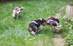 Beagle 8 weeks-16