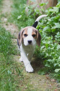 Beagle 8 weeks-17