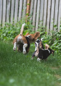 Beagle 8 weeks-18