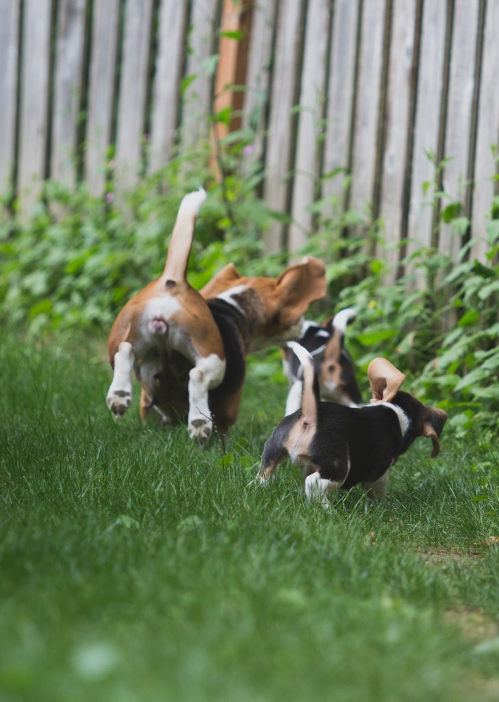Beagle puppies are 8 weeks old ~ Woodinville Seattle WA AKC | Kazuri