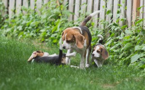 Beagle 8 weeks-19