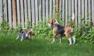 Beagle 8 weeks-20