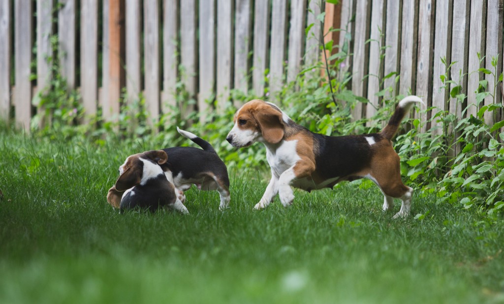 Beagle puppies are 8 weeks old ~ Woodinville Seattle WA AKC | Kazuri