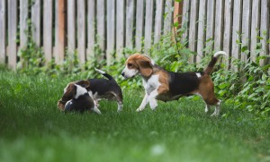 Beagle 8 weeks-21