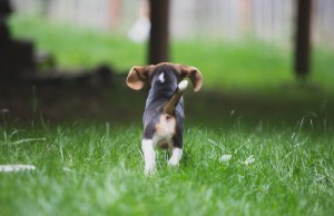 Beagle 8 weeks-22