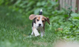 Beagle 8 weeks-23