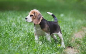 Beagle 8 weeks-24