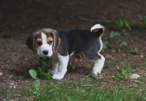 Beagle 8 weeks-26