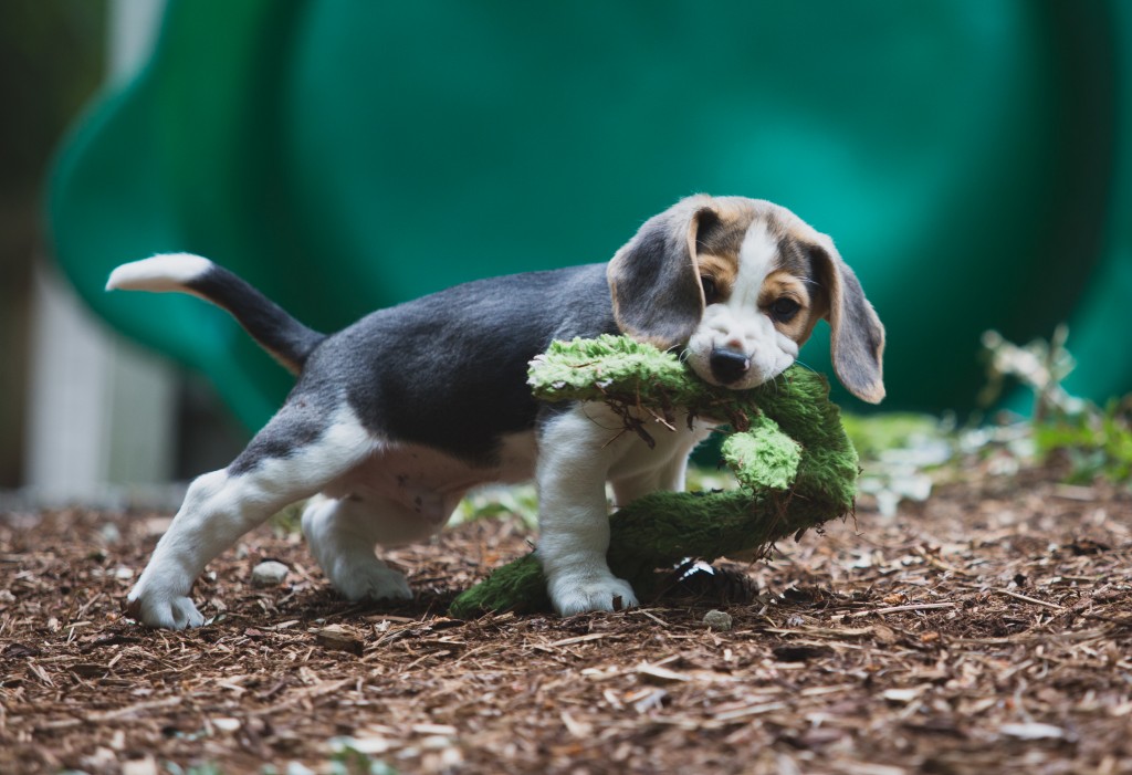 Beagle puppies are 8 weeks old ~ Woodinville Seattle WA AKC | Kazuri