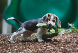 Beagle 8 weeks-27