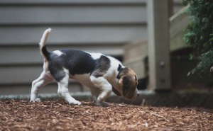 Beagle 8 weeks-28