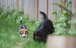 Beagle 8 weeks-30