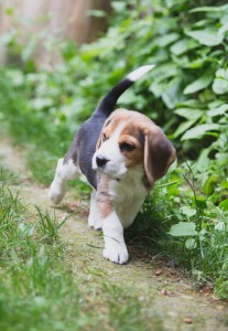 Beagle 8 weeks-31