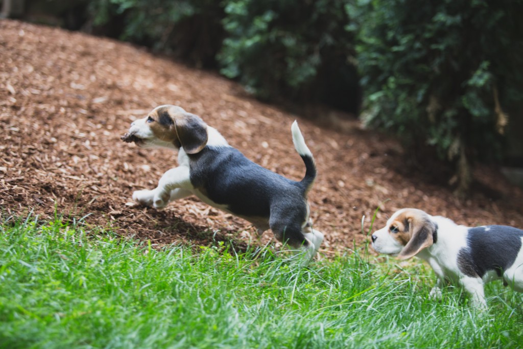 Beagle puppies are 8 weeks old ~ Woodinville Seattle WA AKC | Kazuri