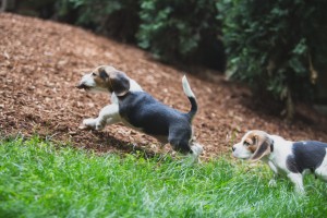 Beagle 8 weeks-32