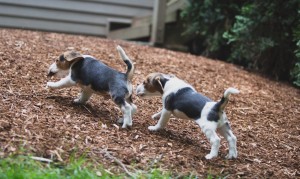 Beagle 8 weeks-33