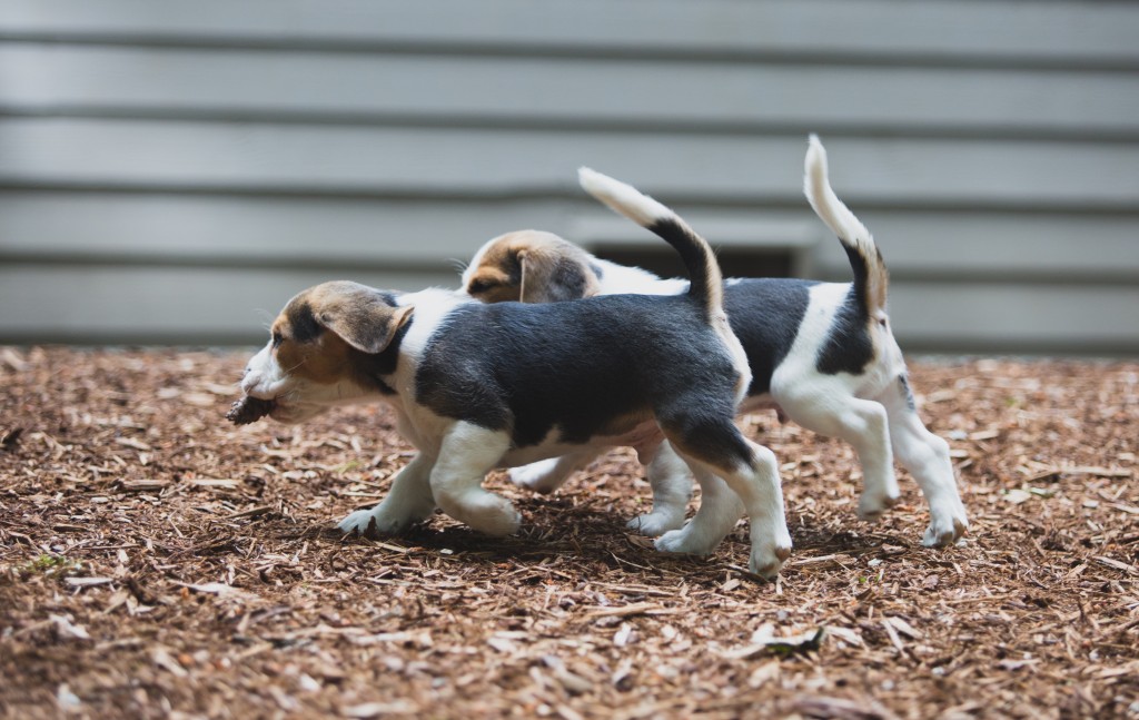 Beagle puppies are 8 weeks old ~ Woodinville Seattle WA AKC | Kazuri