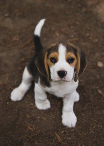 Beagle 8 weeks-35