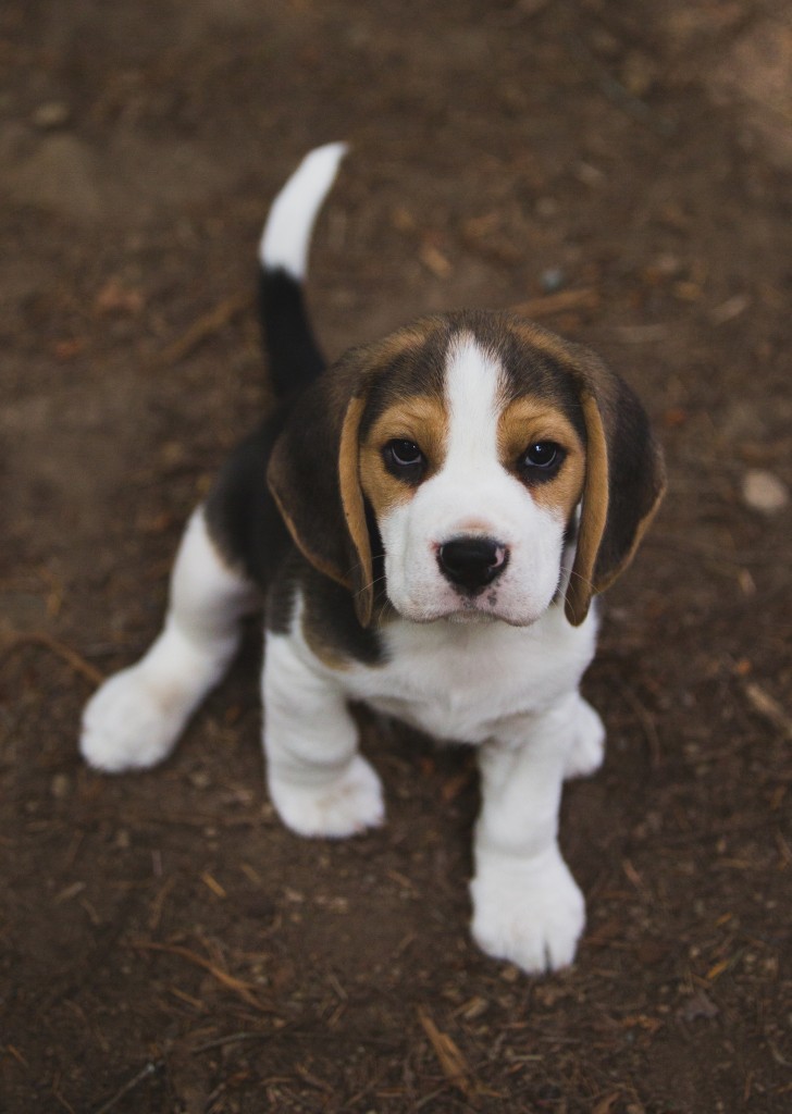 Meet Oscar & Emmy ~ beagle puppies that are staying | Kazuri
