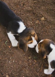 Beagle 8 weeks-36