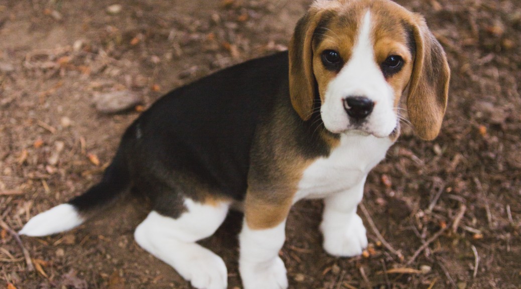 13 week old beagle