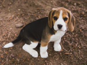 Beagle 8 weeks-38