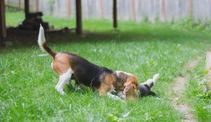 Beagle 8 weeks-4