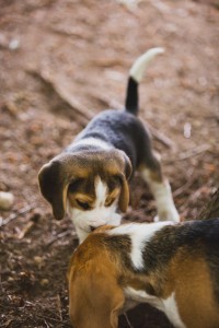 Beagle 8 weeks-41