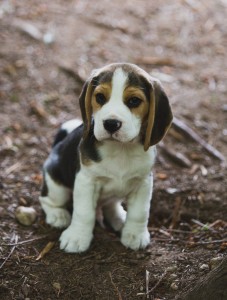 Beagle 8 weeks-43