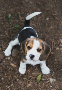 Beagle 8 weeks-44