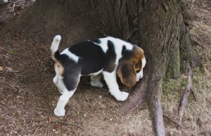 Beagle 8 weeks-45