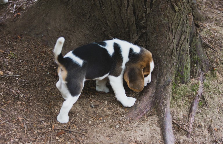 Beagle puppies are 8 weeks old ~ Woodinville Seattle WA AKC | Kazuri