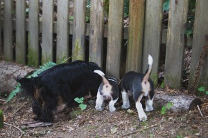 Beagle 8 weeks-46