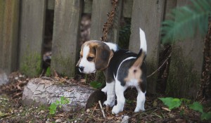 Beagle 8 weeks-47