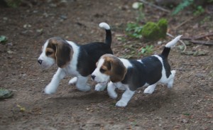 Beagle 8 weeks-48