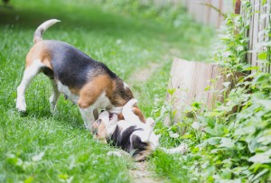 Beagle 8 weeks-6