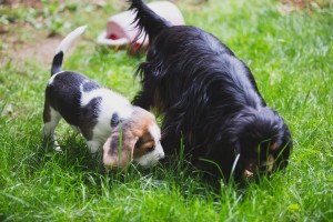 Beagle 8 weeks-9