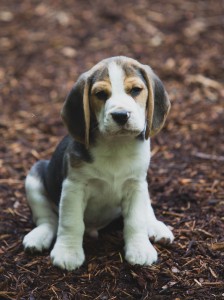 beagle puppy 9 wks-1