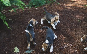 beagle puppy 9 wks-10