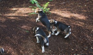 beagle puppy 9 wks-11
