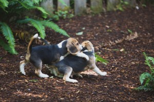 beagle puppy 9 wks-13