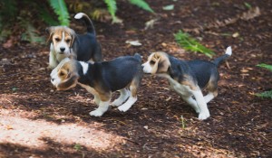 beagle puppy 9 wks-14