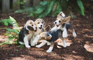 beagle puppy 9 wks-15