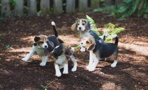 beagle puppy 9 wks-16
